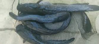  A jumbo size catfish